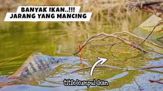 Tak butuh lama!!! Mancing ikan besar hanya hitungan menit dapat banyak