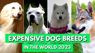 Discover the Luxurious Price Tags of the Top 10 Dog Breeds in 2023