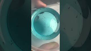 New Born Baby Fishes