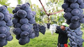 Breaking Harvest Records: The Farmer’s Path to 6 3 Million Tons of Grapes #2