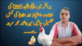 Avian Influenza H9 In Chickens | Symptoms And Treatment | PPS Poultry | Broiler Chickens