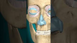 Temporomandibular joint- protraction- Retraction #skull