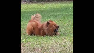 Leo rolling around in the grass #chowchow #cutedogs #funnydogs #pets