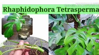 Tetrasperma Propagation and Care in water and soil(English Subs)