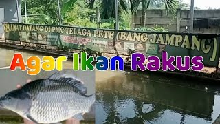 merawat kolam pemancingan agar ikan sehat& makanya rakus