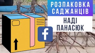 РОЗПАКУВАННЯ саджанців ТРОЯНД від НАДІ ПАНАСЮК: Міріам, Біг Пьорпл, Мадам Дельбар, Жасміна - коріння