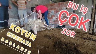 MERİNOS KOYUNLARI KIRKIYORUZ~BU İŞ ÇOK ZOR