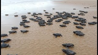 Soltura de filhotes de tartarugas marinhas