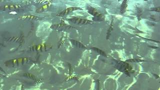 fish near the coast of Persian Gulf  Sharjah UAE