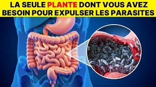 Seulement 2 cuillères... Expulsent tous les vers et parasites de votre corps