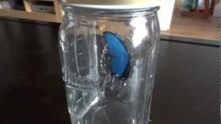 Butterfly in a Jar