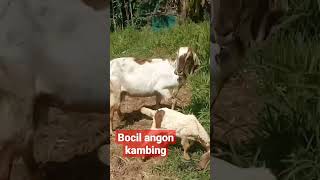 #ciri2 #kambing