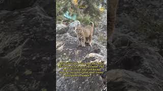 Fascinating Lynx Behavior: Tail Flicking Unveiled