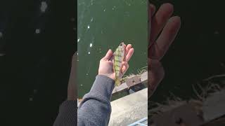 Pier 7 minnow fishing