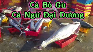 Cảng Cá quy nhơn 4 giờ sáng - Cuộc Sống Đời thường Ngư dân Biển #fishmarket