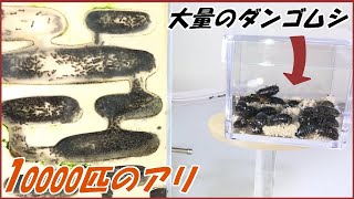 蟻戦争Ⅲ＃176 10000匹のアリに「大量のダンゴムシ」を与えたら、驚愕する結果になった！ 編～A large herd of pill bugs and 10,000 ants～