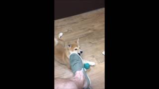 Bella the Shiba Inu - puppy’s first day