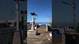 Short#Old Fisherman’s Wharf #Monterey#Sea#Beautiful sea#Beautiful Ocean # USA Sea#Beautiful nature