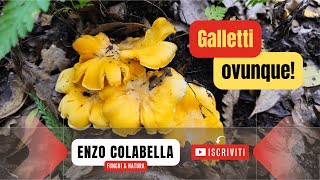 Inizio col botto! Le fungaie di galletti sono esplose 😱🍄 Funghi 4 maggio 2024