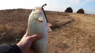 Caught a Pink Oklahoma Bass On Googan Slim Shake Worm