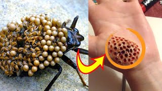 Mysterious facts about this world  | dangerous insects