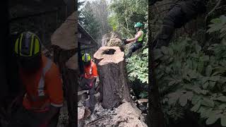 Guilty of Treeson and Seattle Tree Care in close quarters competition.