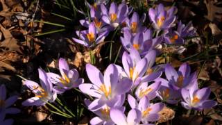 PEEPERS & CROCUSES 1080p