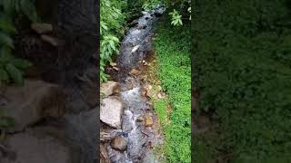 💧Courtallam Five Falls Stream💙#shorts🌳🌿