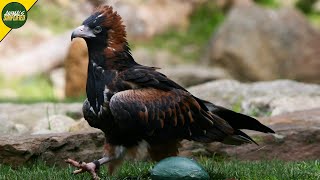 Nature’s Genius: The Incredible Tool Abilities of the Black-Breasted Buzzard