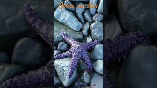 Ochre sea star on the beach/Étoile de mer Pisaster ochraceus sur la plage #canada #wildlife #seastar