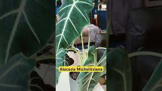 #alocasiavarieties #alocasia #houseplants #indoorsplants #plants #houseplantvarieties