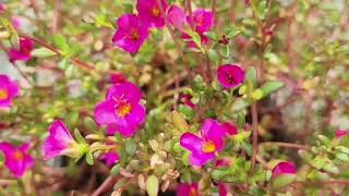 Enjoy watching pink flowers rise and bloom in the morning - Portulaca Mega Pazzaz #nature #timelapse