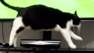 Cat Zoomies