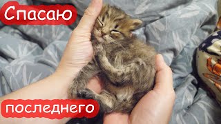 VLOG У Мурки умерли котята