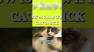 HOW to know if my CAT is SICK #purrfection #purr #catpurr