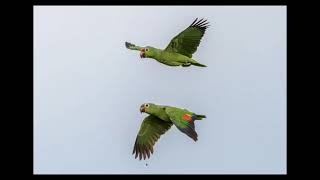 Discovering the Wildlife of Panama