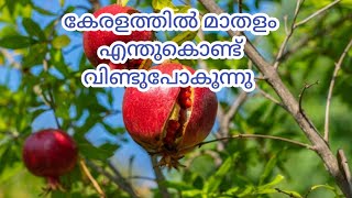 @GeorgeTheIndianFarmer ജൂലായിലെ മഴയിൽ നശിച്ച മാതളം. കേരളത്തിലെ കാലാവസ്ഥ മാതളത്തിനു യോചിച്ചതല്ല.