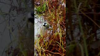 Great tit flies