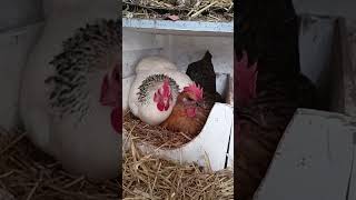 Best friends chickens sharing one laying box!