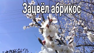 🐝Зацвёл абрикос. Мое двух-маточное содержание пчёл. Пчеловодство, пасека, улей