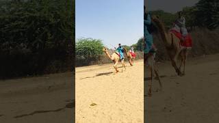 Dangerous camel groomers #shorts #shortvideo  #youtubeshorts