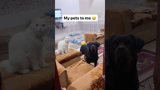 Anger 😡 pets with me #dog #cat #shorts