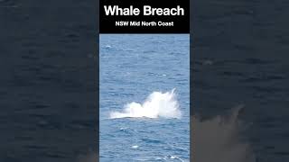 Whale Breach. Nature is awesome