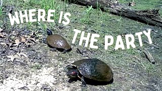 🦊IT LOOKS LIKE IT IS MATING SEASON FOR THE TURTLES. Is it? #trailcam #backyard #habitat