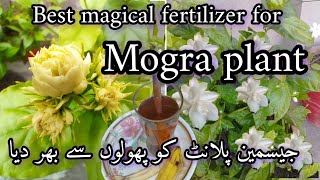 how to get lots of flowers on mograJasmine plant 🌺