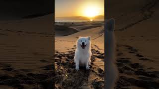 morning time dog enjoy moments #shortvideo #short #dog #motivation #morning