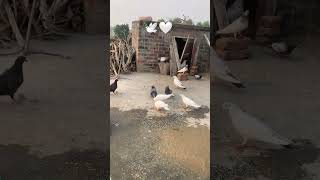 🕊️🤍 subscribe #kabutar #trending #shorts #ytshort #video #kabootar #pigeon