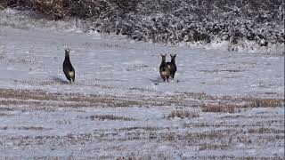 Chamois  dans la neige 8 01 2022