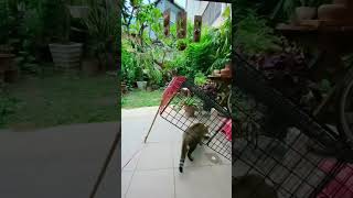 Cat Trapped #shortsfeed #cat #cats #catlover #catvideos #shorts #shortsviral #short #shortvideost