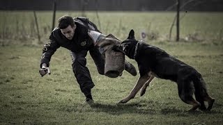 BEST police attack K9 take down hard hitting service protection dog funny wipeout schutzhund